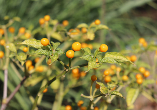 Aji Charapita Pepper Plant