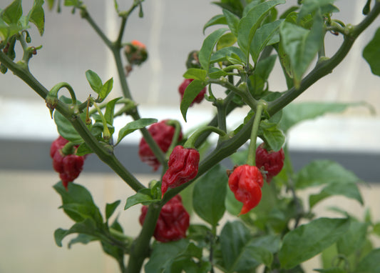 Carolina Reaper Plant